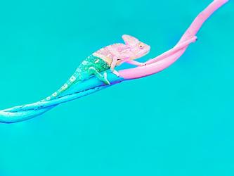 Chameleon change shift_crop